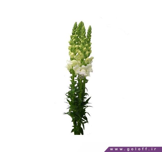 خرید دسته گل اینترنتی - گل میمونی کادوس - Antirrhinum majus | گل آف